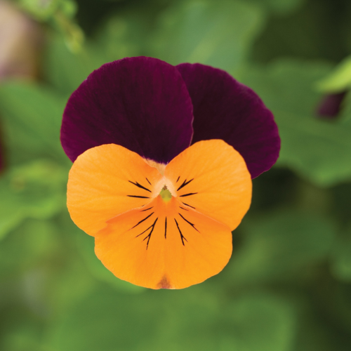 Viola Orange With Purple Wing